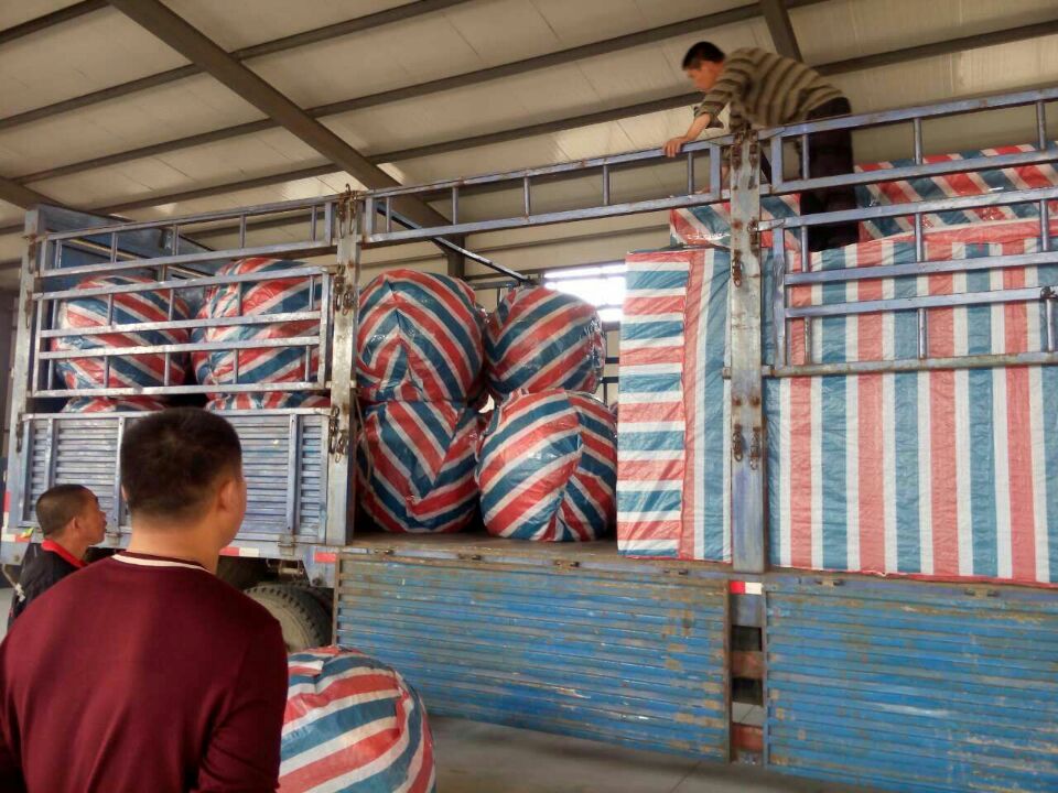 �׶�԰��ɫ��Ͳ