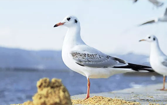 2019���ƽ���Ÿ��վ��