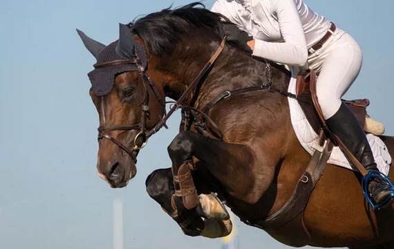 ���ǵ������������ϰ����� Jumping Equuleus