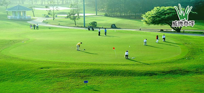 高尔夫果岭草铺装效果